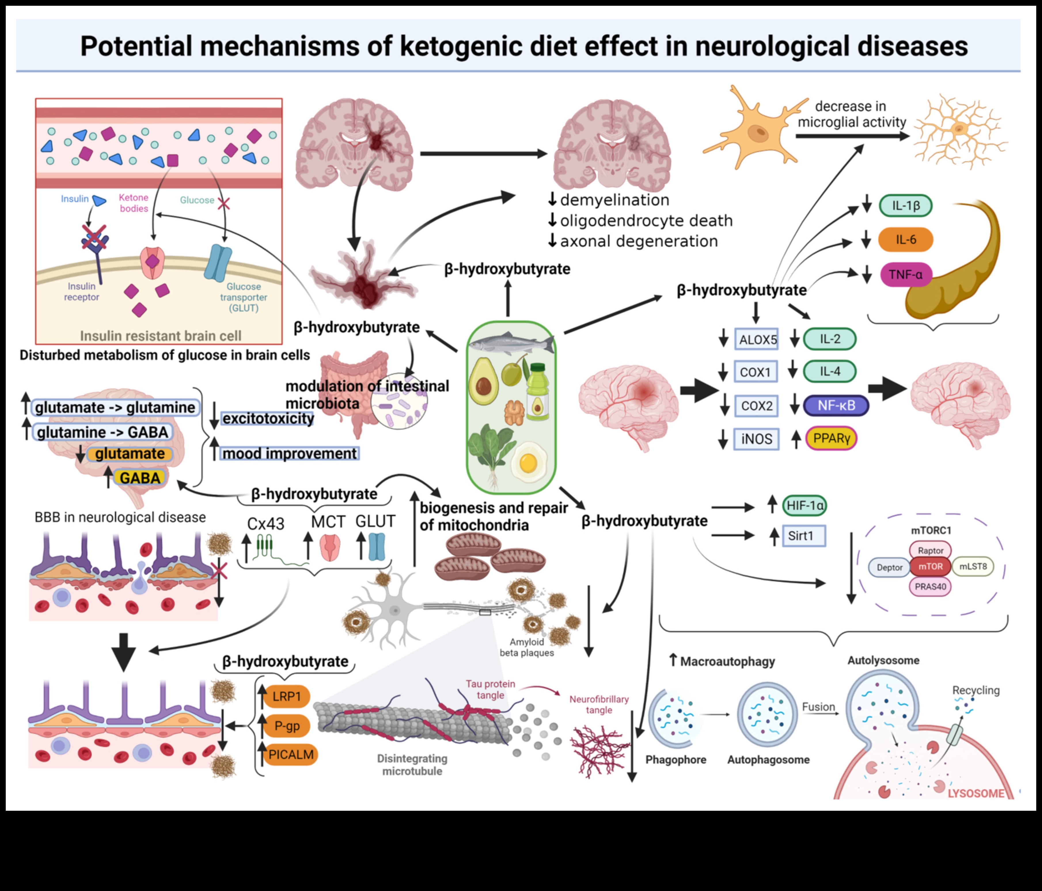 Η επίδραση της κετογονικής δίαιτας στις αυτοάνοσες διαταραχές