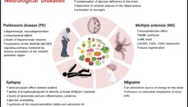 Η κετογονική βιταμίνη Μια πιθανή φάρμακο για αυτοάνοσες προβλήματα 3 Η επίδραση της κετογονικής δίαιτας στις αυτοάνοσες διαταραχές